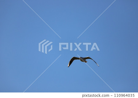 seagull flying in the sky 110964035
