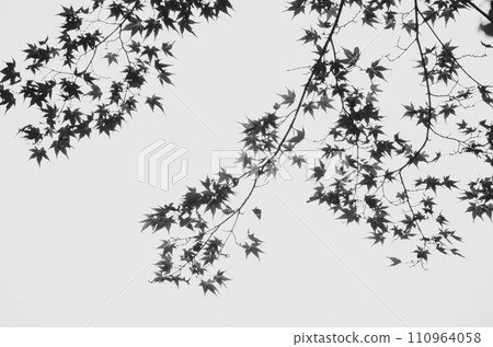 秋天的樹葉 110964058