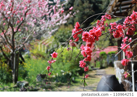 Rendaiji Temple Weeping Peach Village 4 110964251