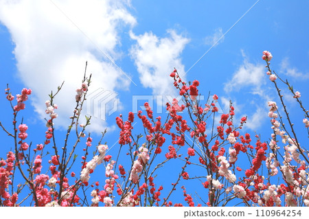 Rendaiji Weeping Peach Village 6 Rendaiji Weeping Peach Village 6 110964254