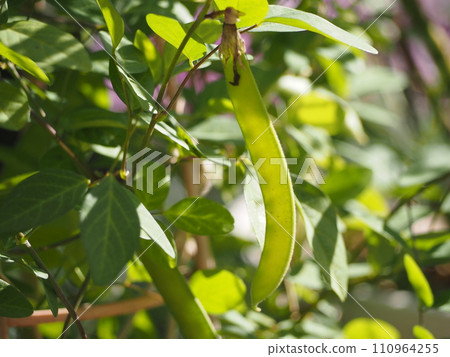 草本蝴蝶豌豆果實 草本蝴蝶豌豆果實 110964255