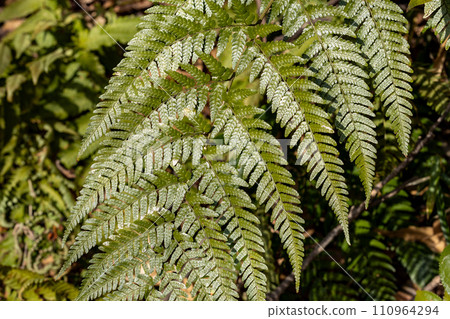 熱帶植物美麗的蕨葉 110964294