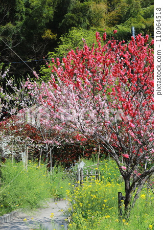 仁大寺垂桃村11 仁大寺垂桃村11 110964518