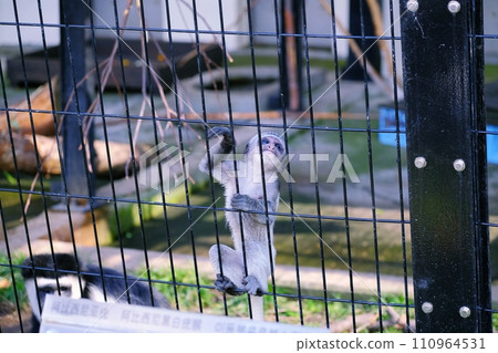 旭川市旭山動物園 阿比西尼亞疣猴寶寶 旭川市旭山動物園 阿比西尼亞疣猴寶寶 110964531