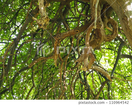 Trunk of deciduous tree Weeping Angel 110964542