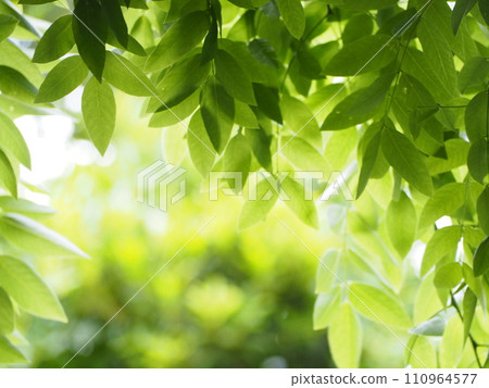 Leaves that shine through the light, deciduous tree, weeping ange 110964577