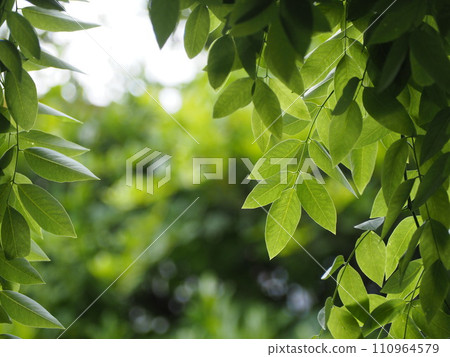 Leaves that shine through the light, deciduous tree, weeping ange 110964579