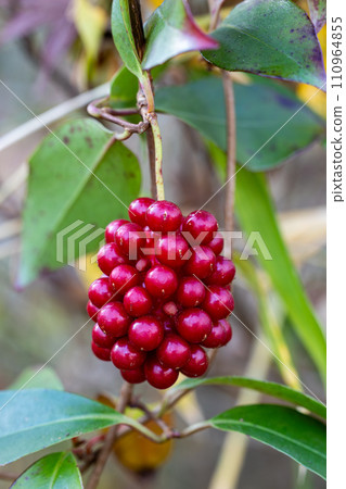 Beautiful red berries of Sane chaplet Beautiful red berries of Sane chaplet 110964855