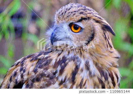 Asahiyama Zoo: Eagle Owl in the Hokkaido Animal House Asahiyama Zoo: Eagle Owl in the Hokkaido Animal House 110965144