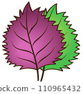 紅紫蘇與藍紫蘇葉手繪插畫 110965432