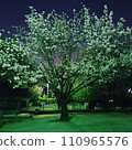 公園裡的櫻花 110965576