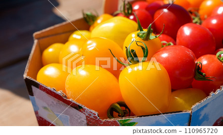 Red and yellow cherry tomatoes in basket picked up at farm. Bio tomatoes freshly picked. 110965720