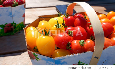 Red and yellow cherry tomatoes in basket picked up at farm. Bio tomatoes freshly picked. 110965722