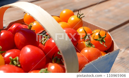 Red and orange cherry tomatoes in basket picked up at farm. Bio tomatoes freshly picked. 110965906