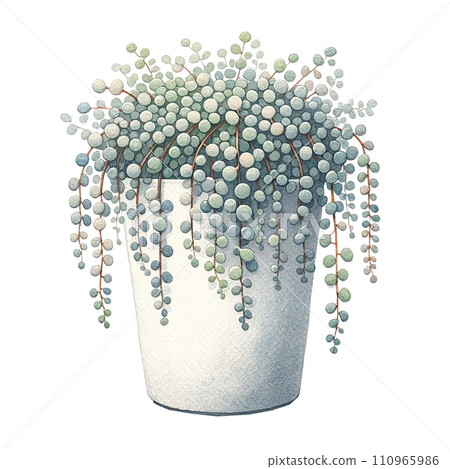 Senecio (String of Pearls, String of Bananas)  in a pot watercolor clipart 110965986