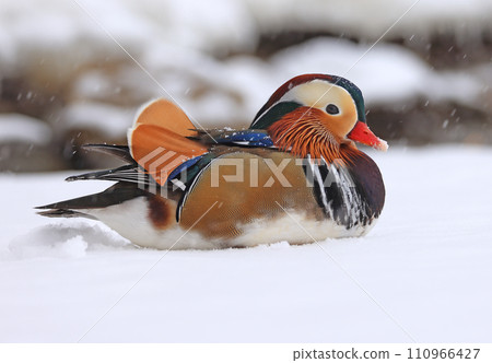 Mandarin duck portrait in winter, Quebec, Canada 110966427