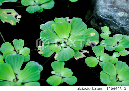 pistia or pistia stratiotes or Water hyacinth 110966840