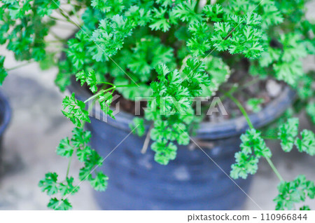 Coriander ,Coriandrum sativum L or APIACEAE or UMBELLIFERAE plant Coriander ,Coriandrum sativum L or APIACEAE or UMBELLIFERAE plant 110966844