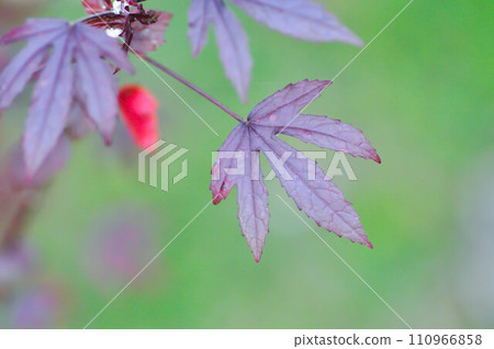 maple leaf, maple leaves or green leaf or Acer saccharum Marsh or red leaves 110966858