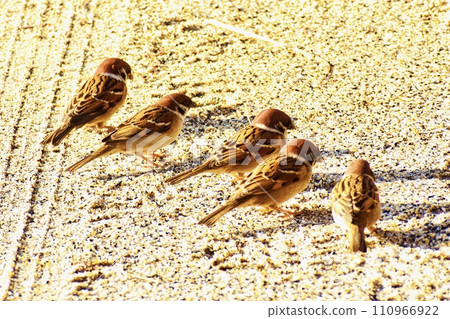 清晨，麻雀聚集在河岸的空地上 110966922