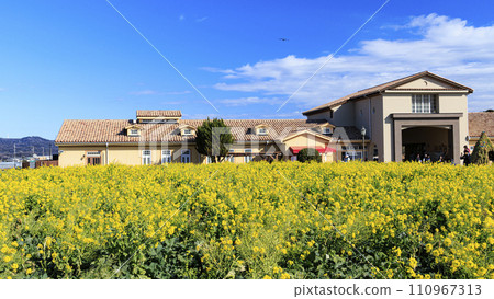 Landscape with rape field Landscape with rape field 110967313