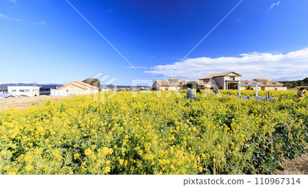 Landscape with rape field 110967314