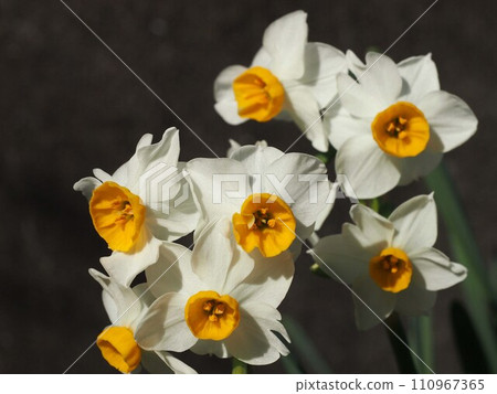 Cream-colored daffodils bathed in the winter sun Cream-colored daffodils bathed in the winter sun 110967365