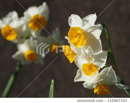 Close-up of cream-colored daffodils in the sun Close-up of cream-colored daffodils in the sun 110967393
