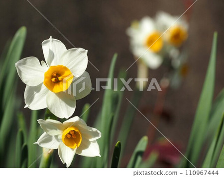 Two daffodils blooming on the roadside (flower bed near the school route) Two daffodils blooming on the roadside (flower bed near the school route) 110967444