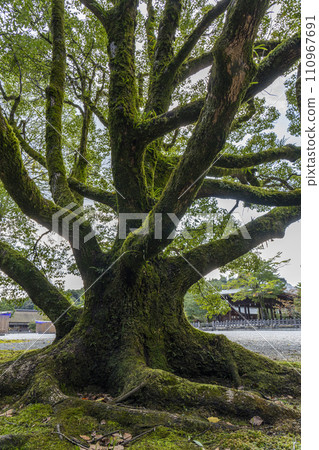 橛原神社：生長在廣闊的外殿前庭的一棵樹 110967691