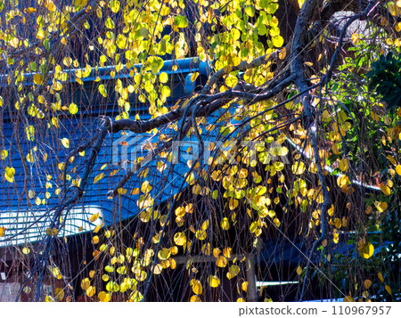 Autumn scenery: cute round yellow leaves Autumn scenery: cute round yellow leaves 110967957