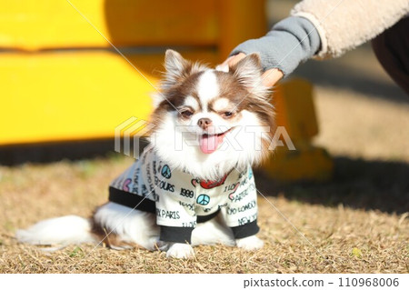 Chihuahua who looks happy to be pampered and petted by people Chihuahua who looks happy to be pampered and petted by people 110968006