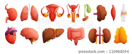 Set of illustrations of human organs. Heart, liver, kidneys, spleen, bone, brain, intestines, muscle, gall bladder, female and male reproductive system. High detail Cartoon style. Set of illustrations of human organs. Heart, liver, kidneys, spleen, bone, brain, intestines, muscle, gall bladder, female and male reproductive system. High detail Cartoon style. 110968054