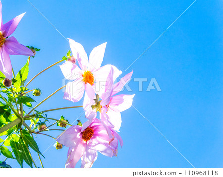 Emperor dahlias in full bloom against the blue sky 110968118
