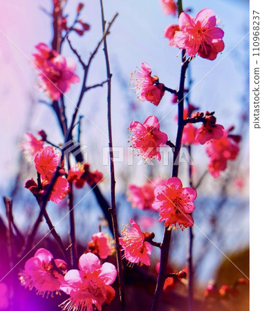 早春的田野山野裡，紅梅盛開 110968237