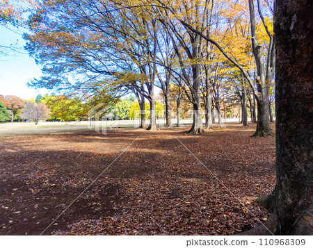 清爽的秋景 寬敞的公園,秋日晴朗的天空 清爽的秋景 寬敞的公園,秋日晴朗的天空 110968309