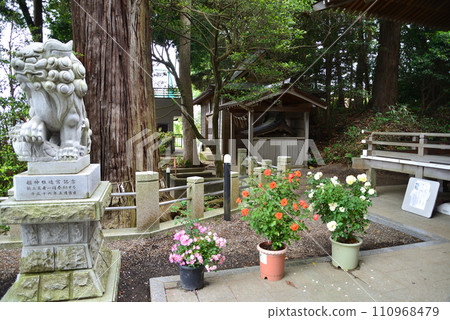 Seeing roses at Tomo Shrine #53 Seeing roses at Tomo Shrine #53 110968479