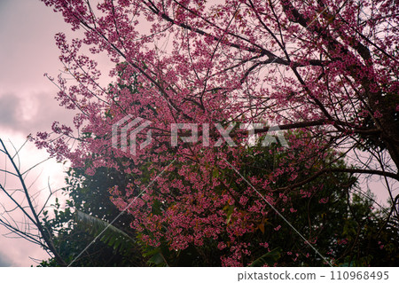 Cherry blossom fields are blooming all over the mountain. 110968495