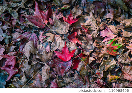 In autumn the leaves change color. 110968496