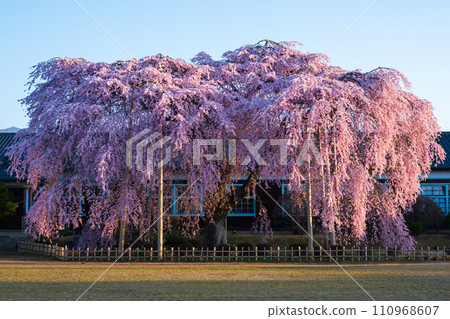 Weeping cherry blossoms at Kihara School (morning) 110968607