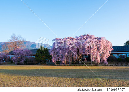 木原學校的垂枝櫻花（上午） 110968671
