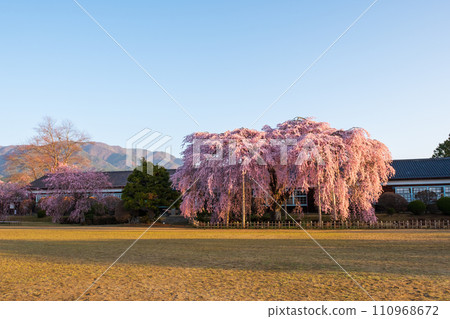 木原學校的垂枝櫻花（上午） 110968672