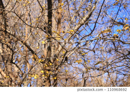 The buds are swollen The buds are swollen 110968692