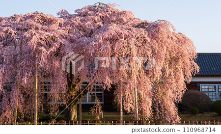 Weeping cherry blossoms at Kihara School (morning) 110968714