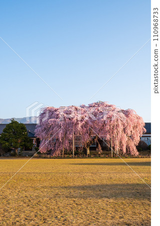 Weeping cherry blossoms at Kihara School (morning) 110968733