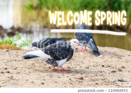 Welcoming Spring by the Riverside, A Flock of Pigeons Foraging at Dawn s Early Light 110968955