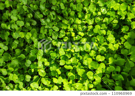 Vibrant plant, fostering its growth and nurturing of cultivation in a world vegetarianism. Texture Vibrant plant, fostering its growth and nurturing of cultivation in a world vegetarianism. Texture 110968969