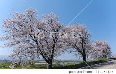 Spring scenery with clear skies and rows of cherry blossom trees 110969187