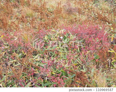 Autumn armor removal pond 110969587