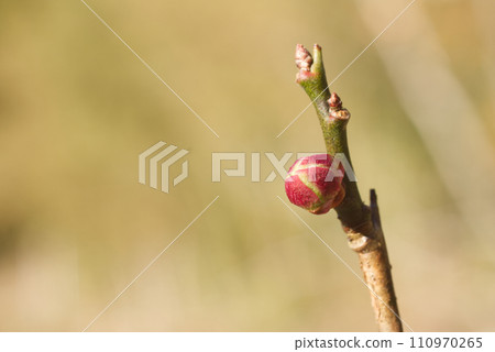 Plum buds begin to swell in early spring in Satoyama 110970265